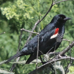 Agelaius tricolor