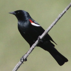 Agelaius tricolor
