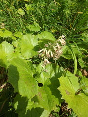 Parasenecio kamtschaticus