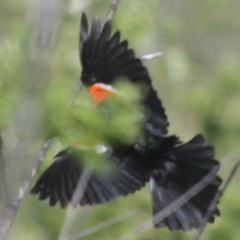 Agelaius tricolor