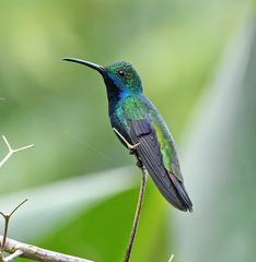 Anthracothorax nigricollis