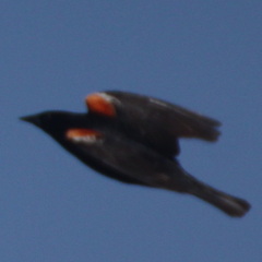 Agelaius tricolor