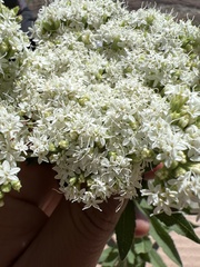 Stevia