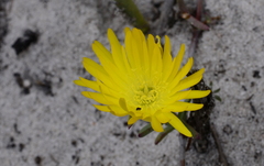 Lampranthus explanatus