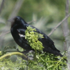 Agelaius tricolor