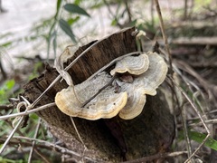 Trametes villosa