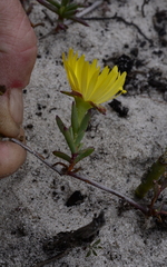 Lampranthus explanatus