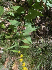 Solidago curtisii