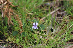 Viola sieberiana