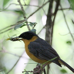 Cossypha dichroa dichroa