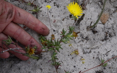 Lampranthus explanatus