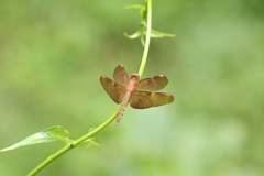 Neurothemis fulvia