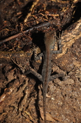 Enyalius