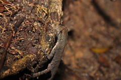 Enyalius