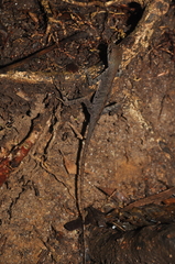 Enyalius