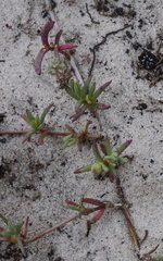 Lampranthus explanatus