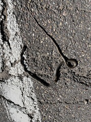 Masticophis lateralis