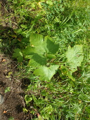 Filipendula camtschatica
