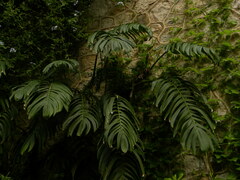 Rhaphidophora decursiva