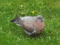 Columba palumbus