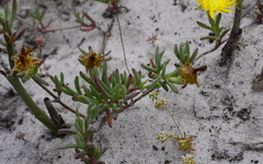 Lampranthus explanatus