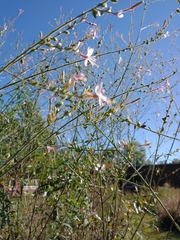 Gaura