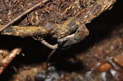 Enyalius