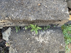 Bidens pilosa image