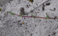 Lampranthus explanatus