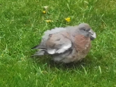 Columba palumbus