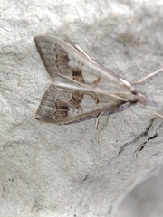 Mecyna asinalis