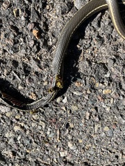 Masticophis lateralis