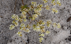 Adenogramma glomerata