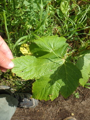 Filipendula camtschatica