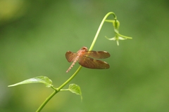 Neurothemis fulvia