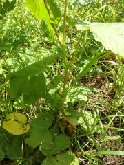 Filipendula camtschatica
