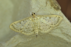 Herpetogramma aquilonalis