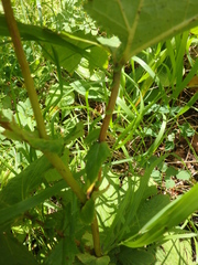 Filipendula camtschatica