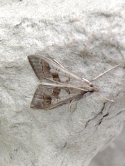 Mecyna asinalis