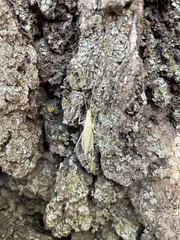 Oecanthus exclamationis
