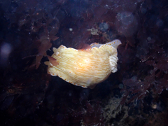 Goniobranchus epicurius