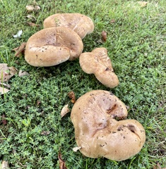 Paxillus involutus