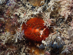 Madrella ferruginosa