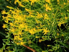 Euthamia caroliniana