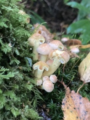Hypholoma