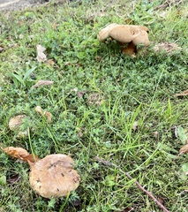 Paxillus involutus