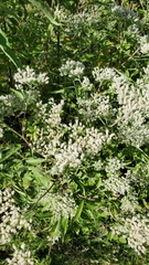 Eupatorium