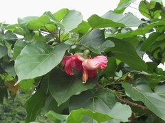 Thespesia grandiflora