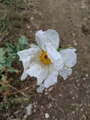 Argemone polyanthemos