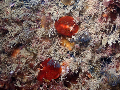 Madrella ferruginosa